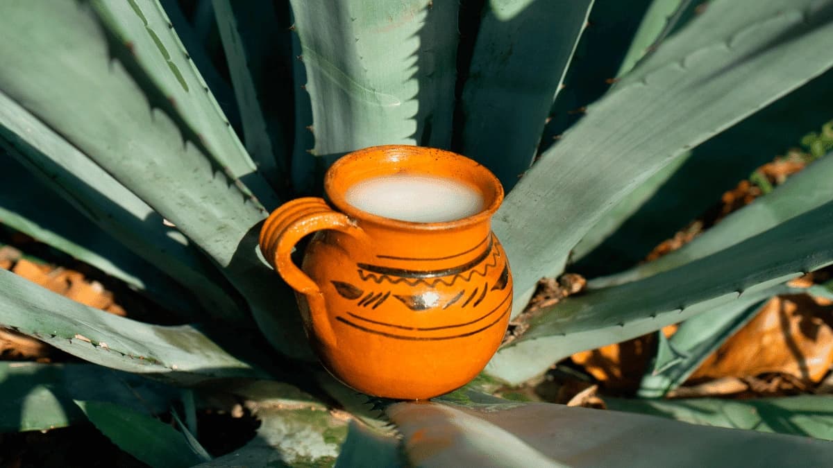 Jarrito de barro con pulque sobre un maguey
